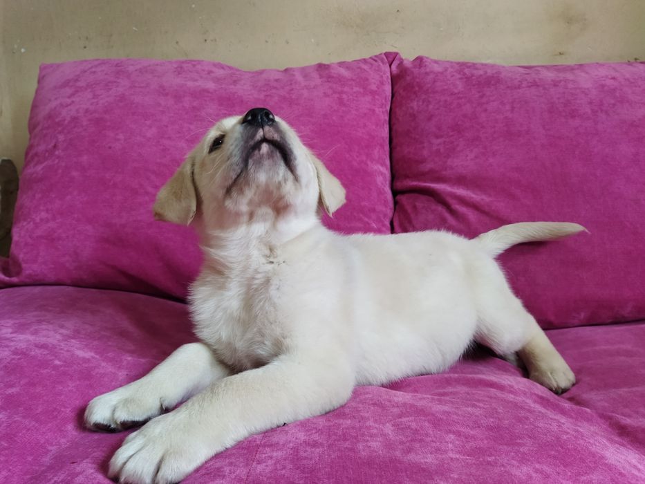 Лабрадор ретривер