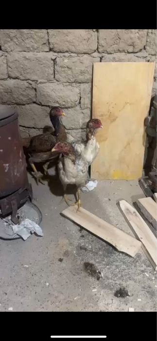 3 дакан мекен сатылады срочнааа