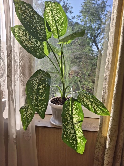 Продаются комнатные растения ,   цветы.   Диффенбахия. есть. большие .