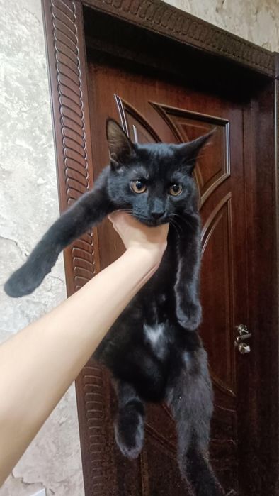 Qiz bola mushuk, 6 oylik, sal shomollashi bor