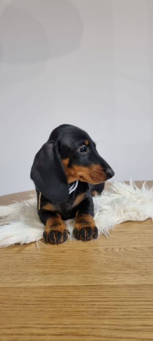 Femela teckel tekel dachshund standard par scurt pedigree tip A FCI