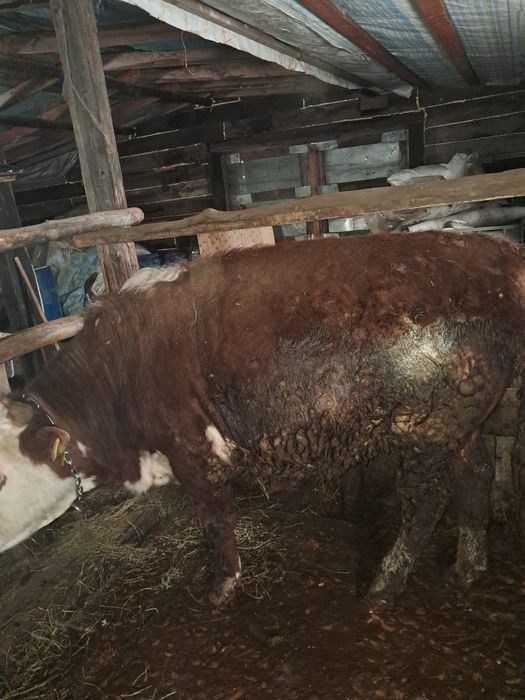 9 бука полтарашка