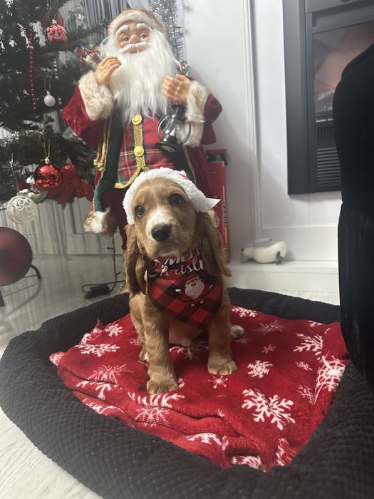De vânzare Cocker Spaniel – 2 luni