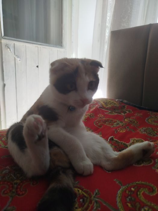 Отдам кошку бесплатно