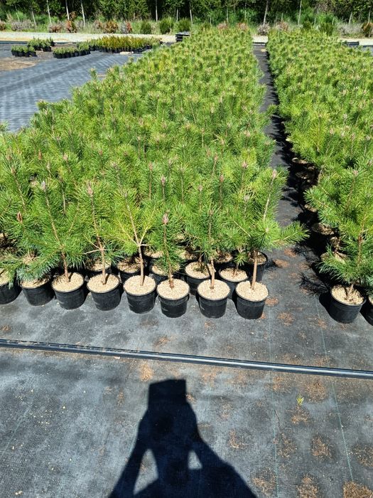 Бял бор 10 лв брой