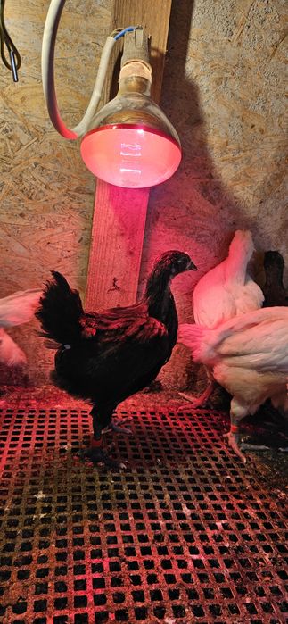 Pui Australorp ,La Bresse , OliveEgger