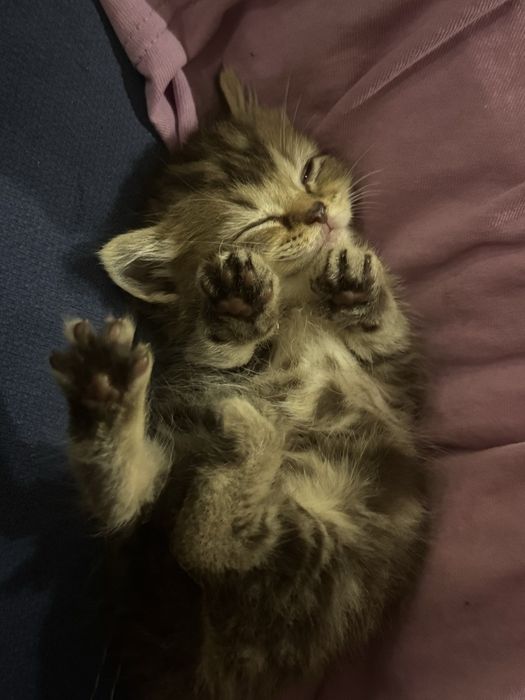Отдам котенка девочку