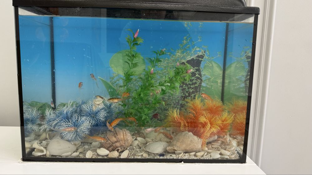 Прдам аквариум с рыбками