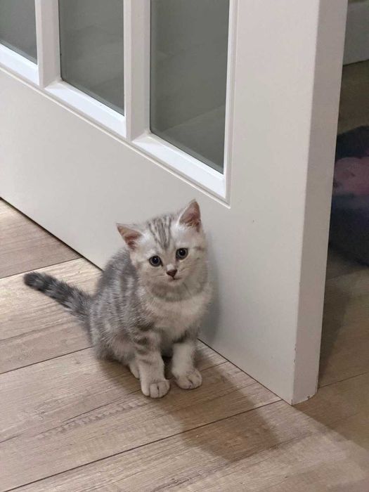 Продам котят. Шотландские