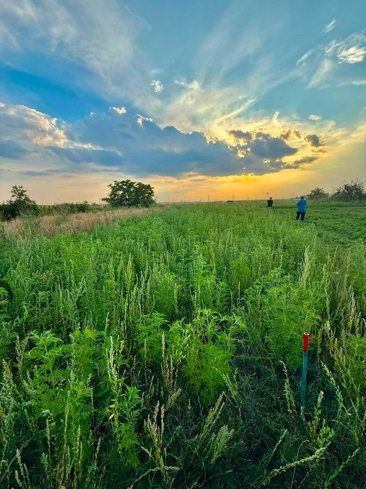 Teren Intravilan 959 mp – Bălăceanca (Cernica), Zonă Rezidențială Nouă