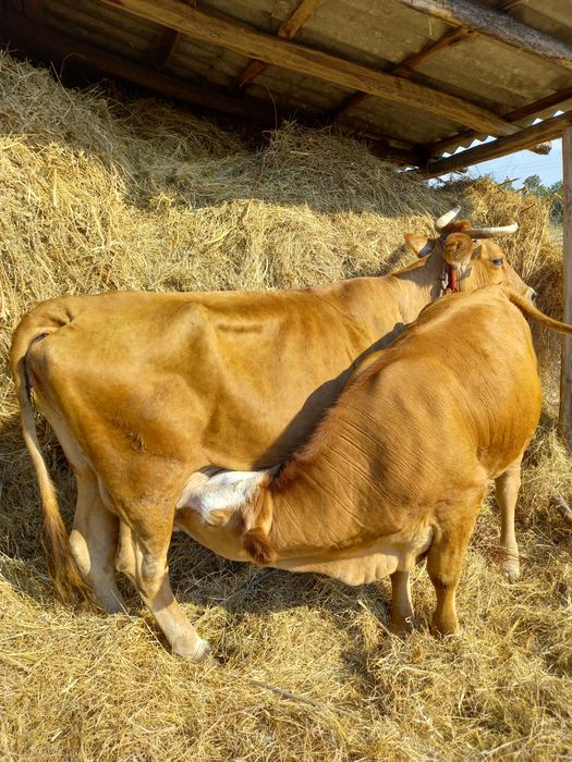 Vaca cu vitea tanara
