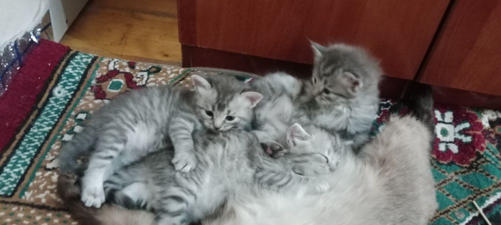 Шиншилла мушук болалари. 1 ойлик