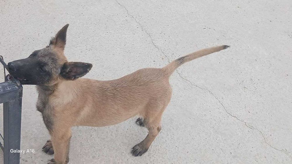 Zudlik bilan Belgiyalik ovcharka (Malinois) kuchukchasi sotiladi!