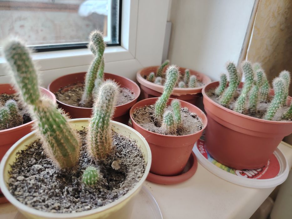 Кактусы для уюта в доме