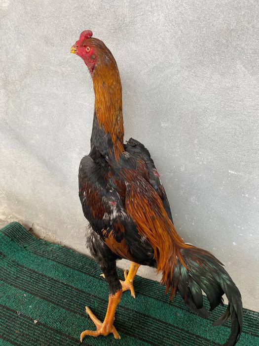 dakan xuroz sotiladi