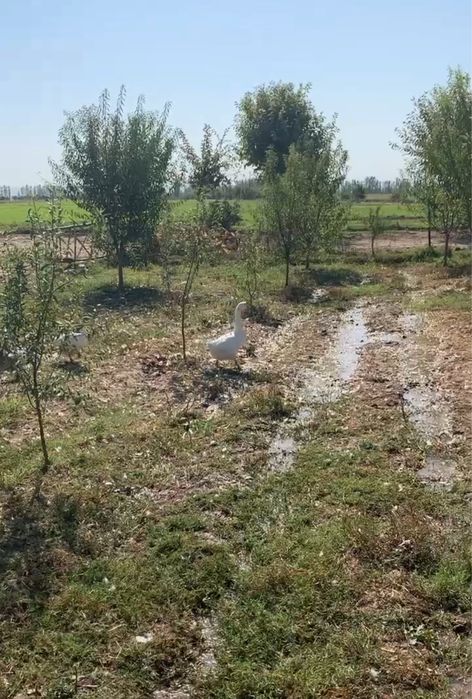 Шийпон Ширмон булок , канал тепаси, чегара томонда