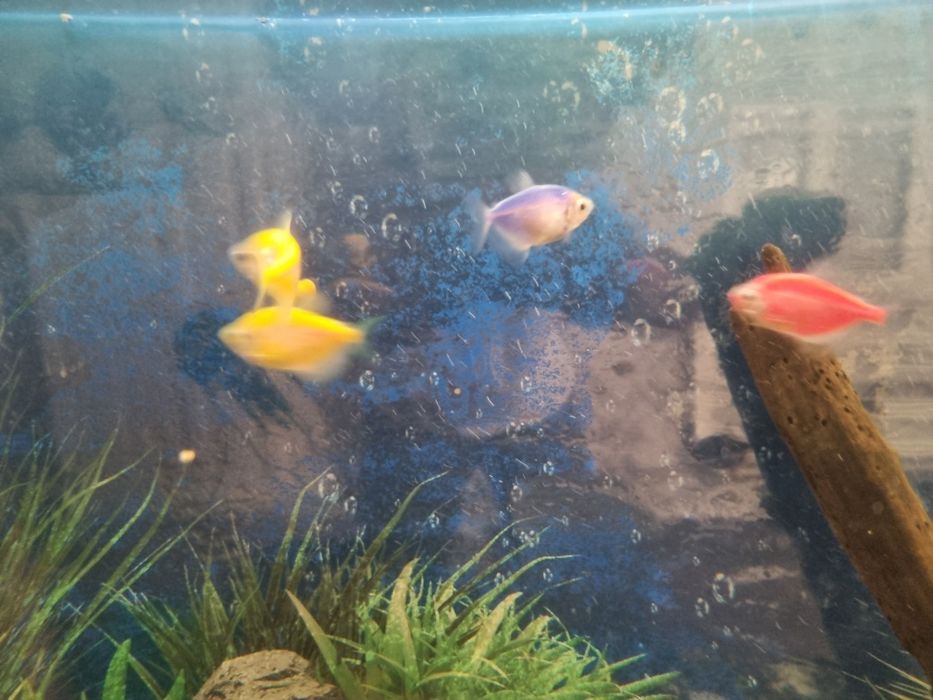 Рыбка барбус тернеция