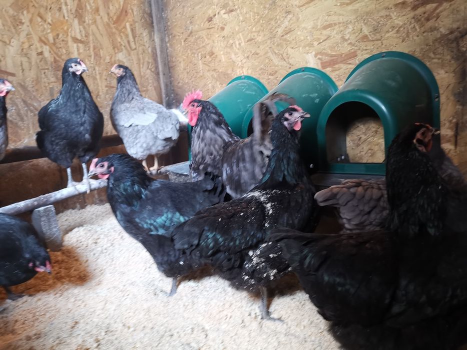 Oua de incubat si pui din  rasa de gaini  Australorp negru si  albastru