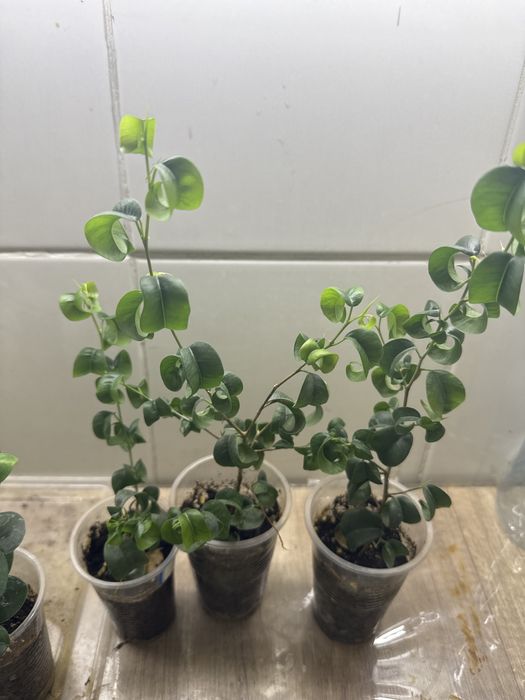 Фикусы разные продам