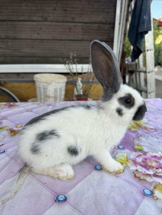 Urias German, Fluture German, Havana