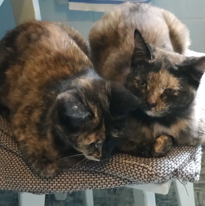 Ласковые кошечки в добрые руки