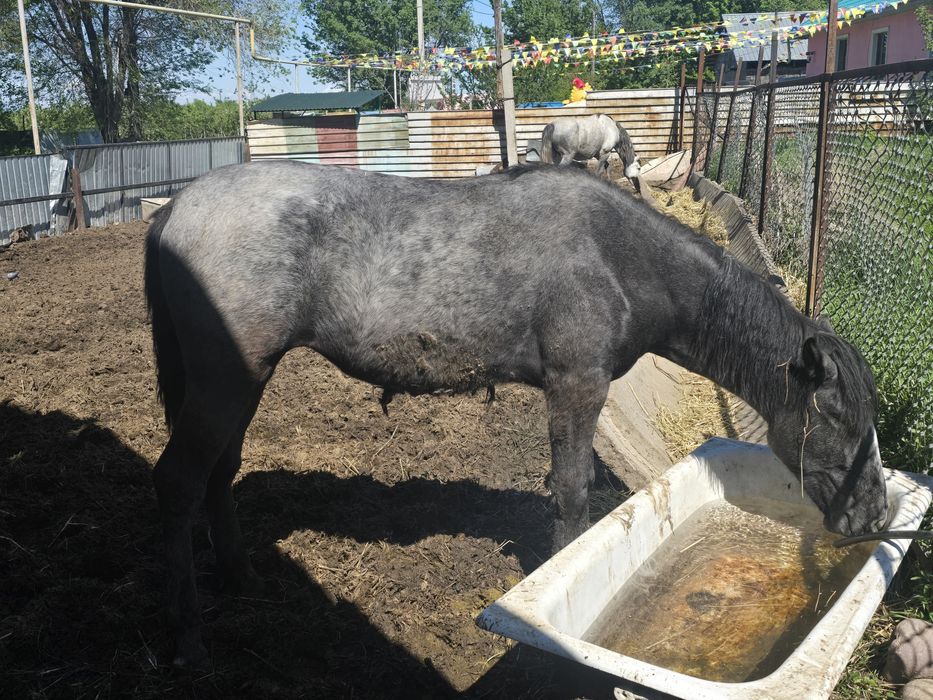 Продам Коней (лошадей)