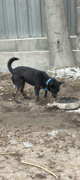 Собака German Shepherd