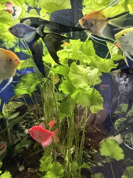 Ъглов Аквариум 350л