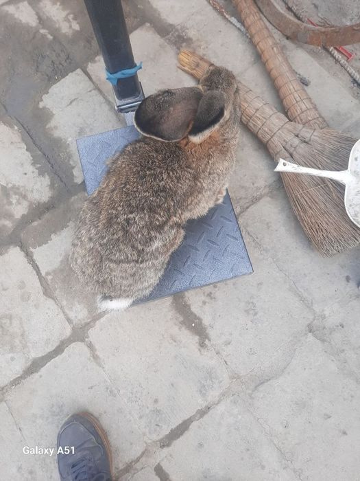 Quyon vilikan toza zoti