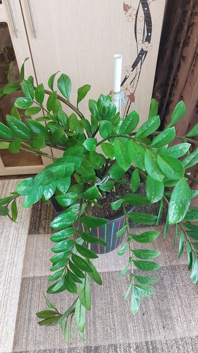 Замиокулькас. Комнатный цветок.