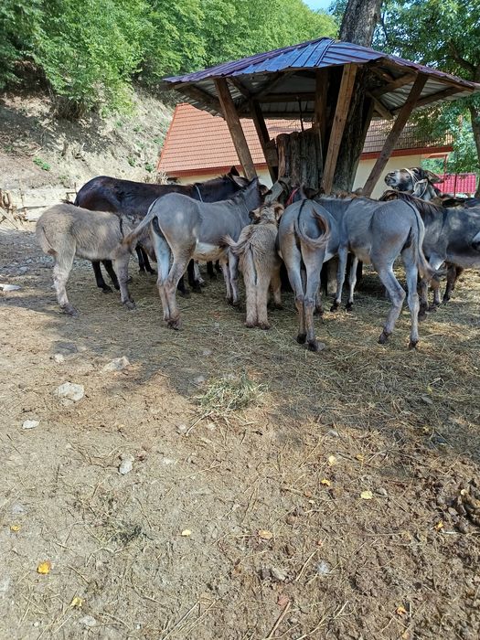 Lapte de măgăriță