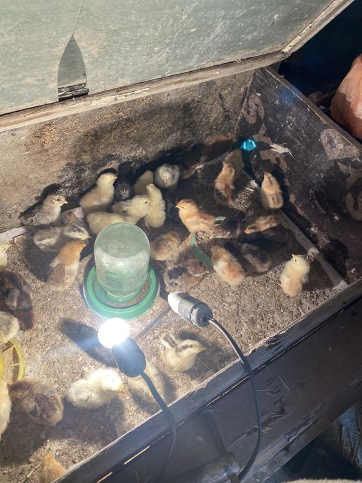 Цыпленок хороши парода