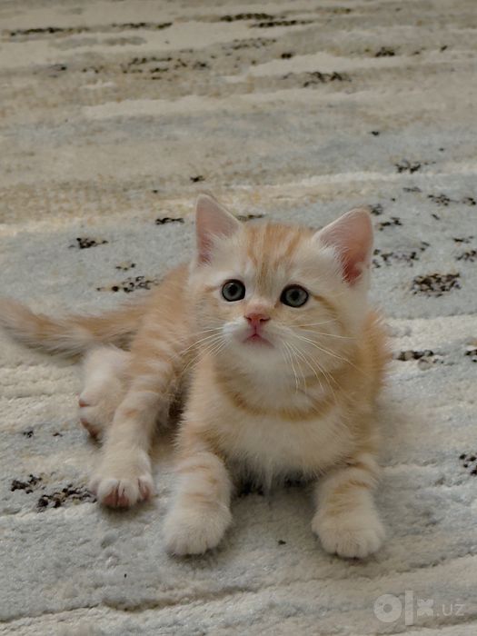 Скоттиш страйт котята