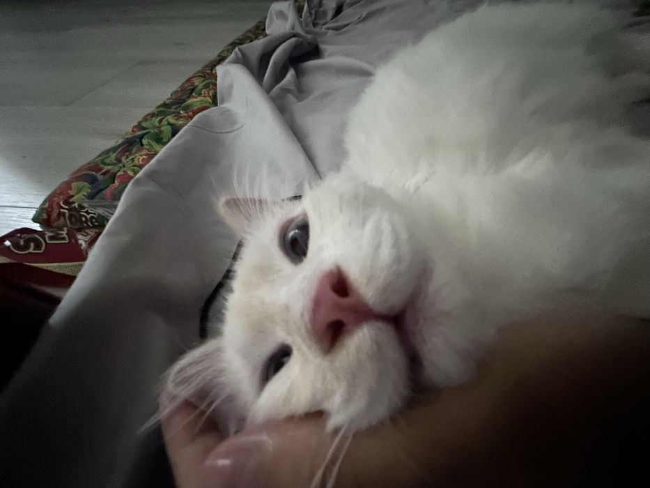 Отдам котенка в хорошие руки!