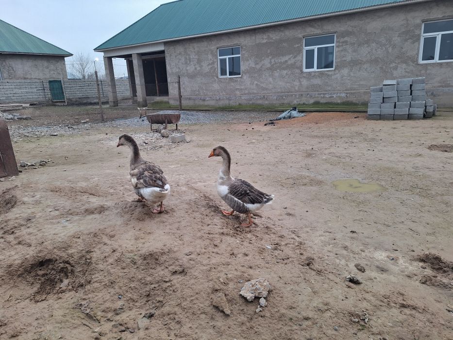 Российски қаз/гус