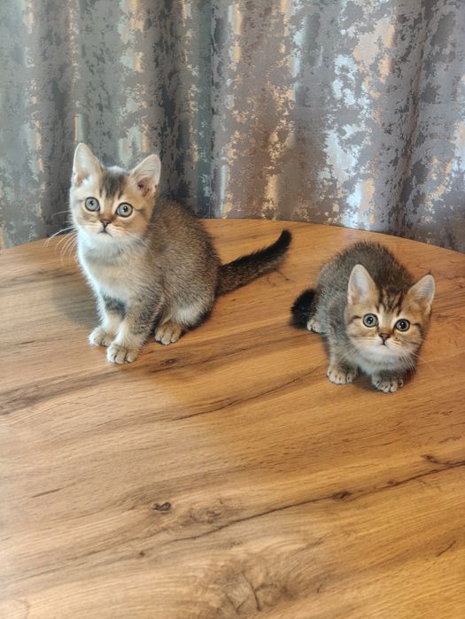 Котята от Шиншиллы