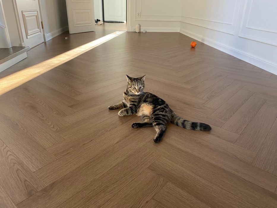 Отдам в добрые руки кошечку