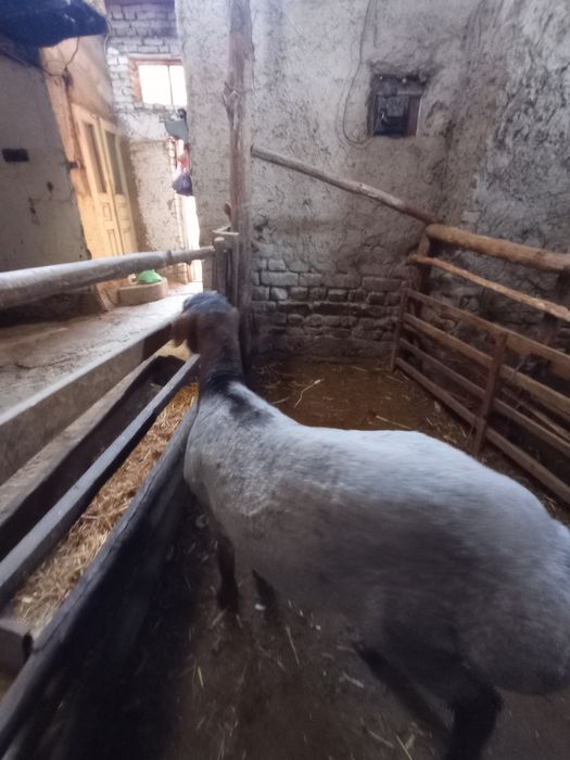 Кора кочкор овец кассоб хизмати