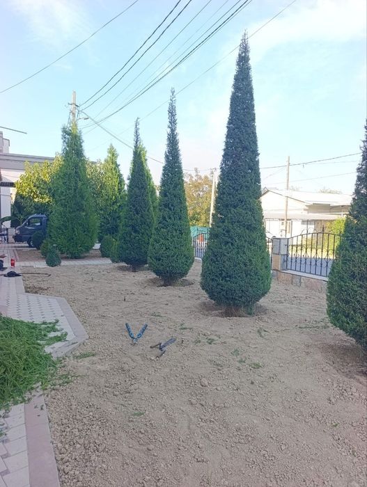 Archa kesish dorilash xizmati