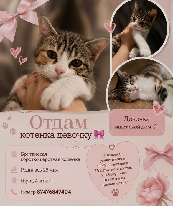 Котенок красивый