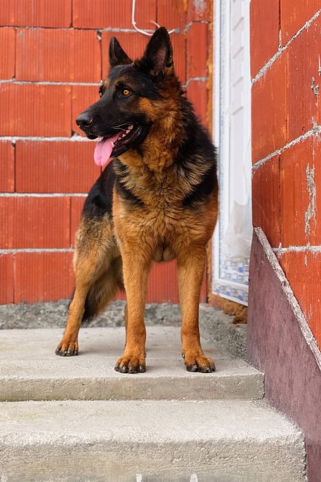 Бебета Немски Овчарки