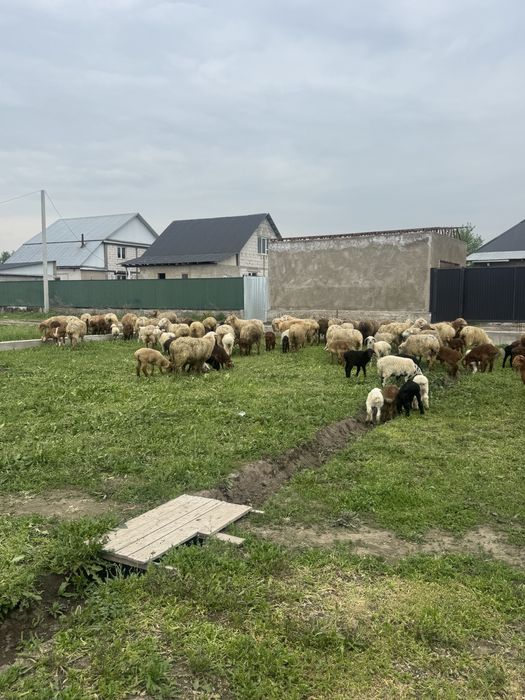 Қозылы қой сатылады