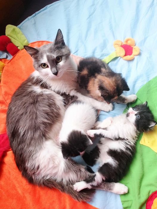 Перник 3 котета търсят нов дом