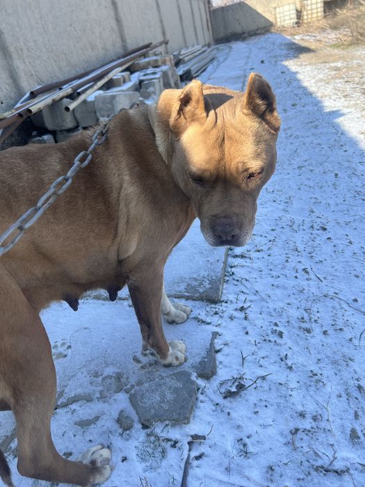 Amerikanskiy Pitbull