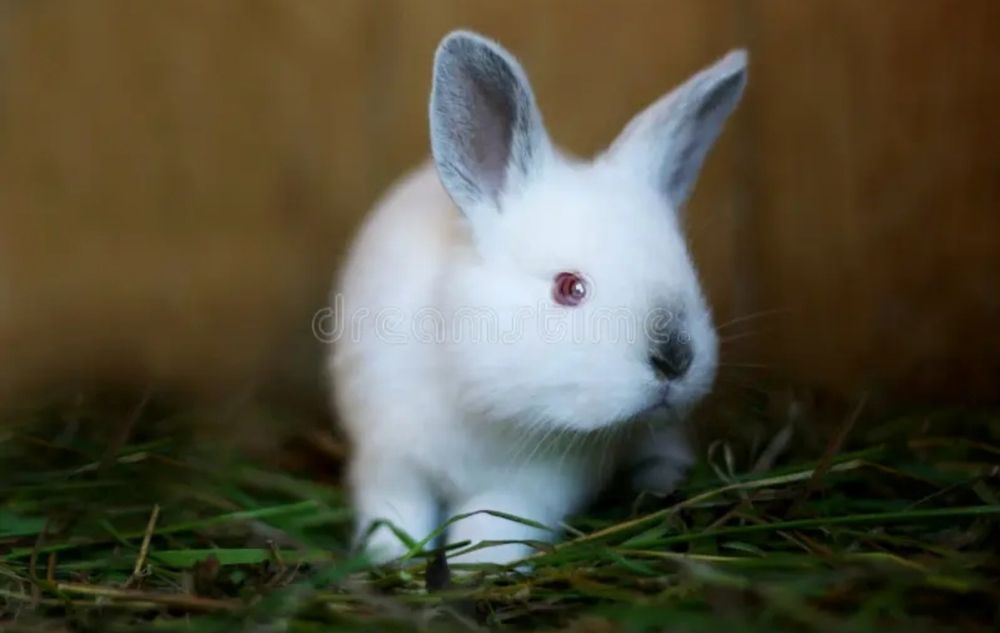 Куёнчалар сотилади виликан зот