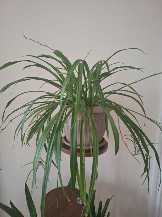 Продаю цветы домашние и садовые