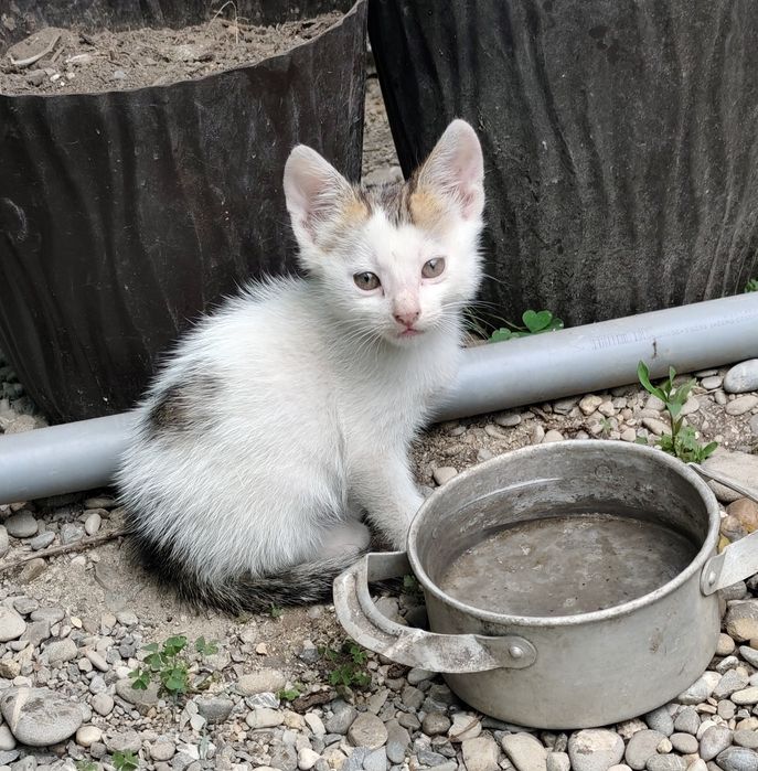 Donez pui pisică