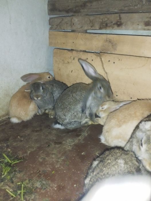 Flandir quyon bolalari 3 yarim oylik