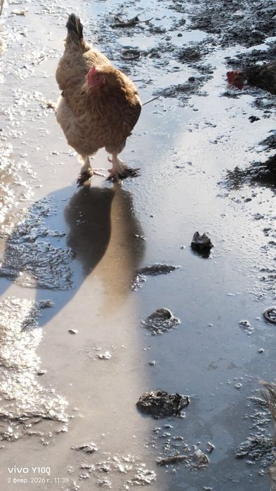 Продам Домашние куры