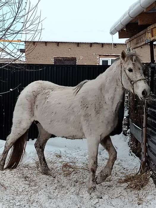 9 жасар, қысыр семіз бие сатылады